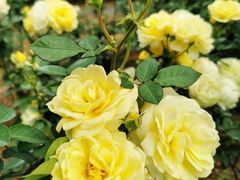 -人民公园(罗湖区)