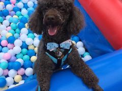 -爱侣宠医·鹦鹉专科·小型哺乳类·异宠专科(灵石路店)