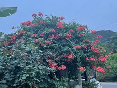-树山生态村