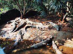 -海南热带野生动植物园