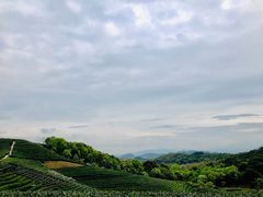 -龙坞茶村