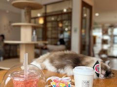 -猫小主咖啡·猫咖cat cafe(福田店)