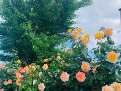 -意大利农场度假村
