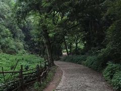 -龙井村