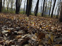 -朝阳糁馆(平安路店)