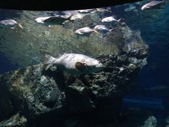 -暹罗海洋世界