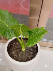 -慈蕊美容养生·专业经络调理