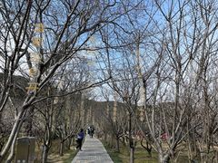 -香雪海