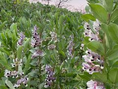 -樂桃源奉贤黄桃种植采摘基地