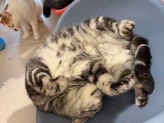 -平行世界·猫咖(首经贸店)