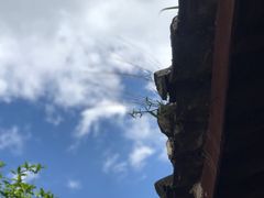 -巍山古城
