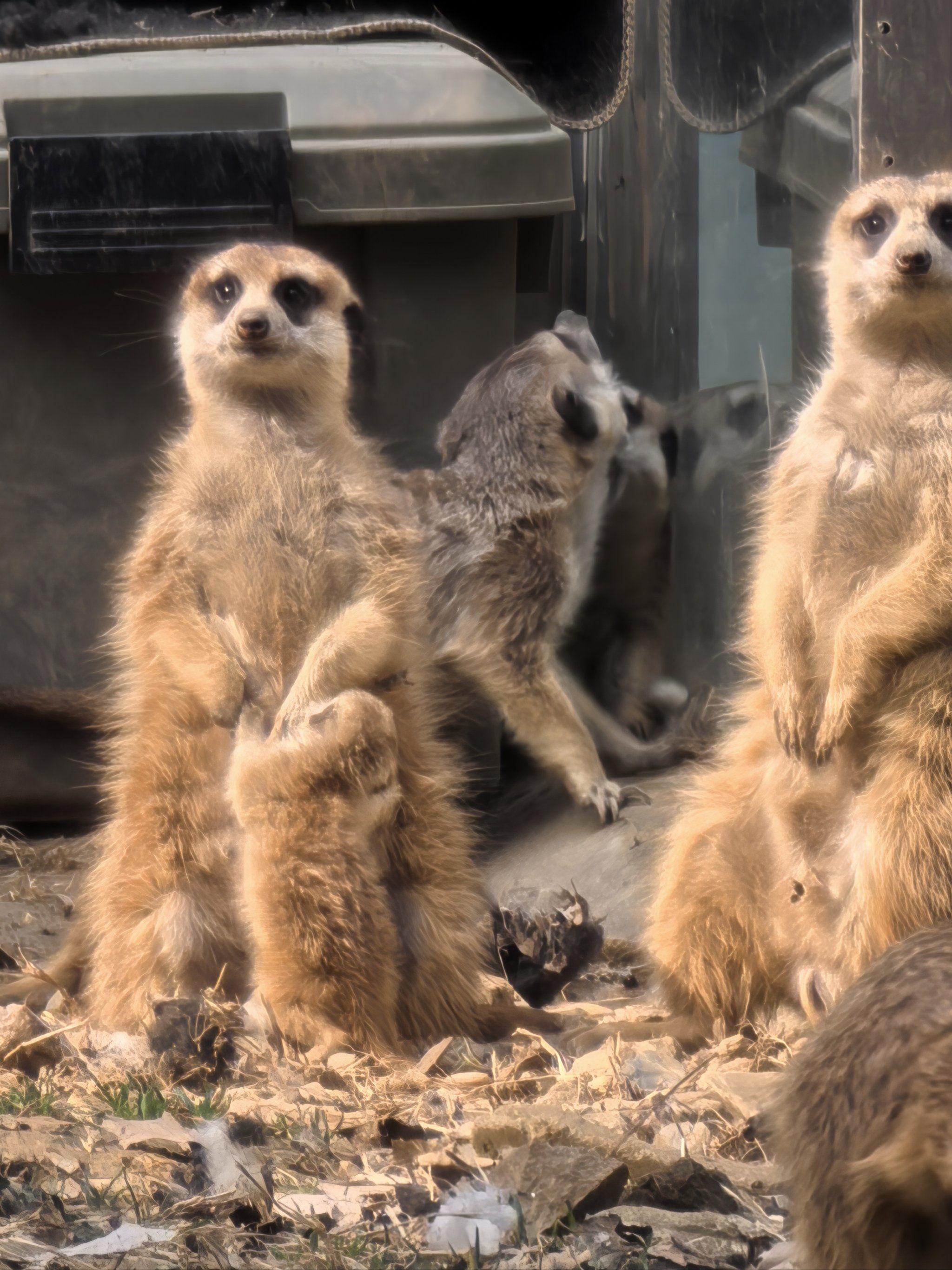 细尾獴是一个獴类小动物.尾巴细长细长的非
