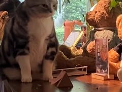 -咖法森林·咖啡  酒吧(天河店)