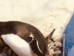 -芜湖新华联大白鲸海洋公园