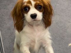 -有喵·猫咖·狗咖·40+猫狗有小奶狗(岗厦店)