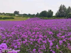 -紫颐香薰山谷景区