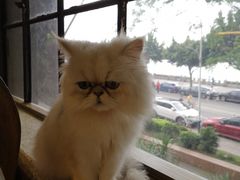 -more than meow吴止猫主题餐厅(承德 中船汇店)