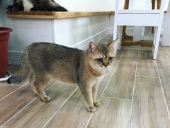 -李小姐の猫咖啡馆(五角场店)