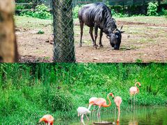 -杭州野生动物世界