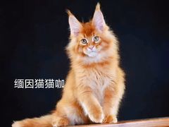 -70cat德文卷毛猫·缅因猫纯种猫舍