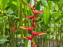 -中国科学院西双版纳热带植物园