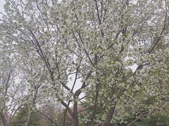 -石家庄市植物园