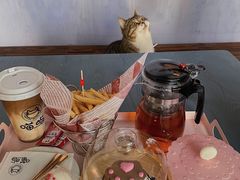 -喵屿·大理花园猫咖