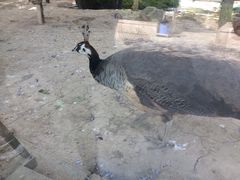 -陕西自然博物馆