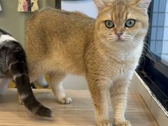 -有喵·猫咖·狗咖·30几只猫10只小狗(岗厦店)