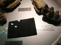 -中国地质大学逸夫博物馆