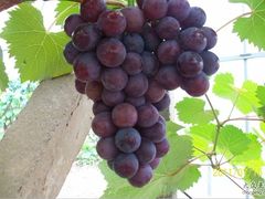 -马陆小张葡萄园农家乐