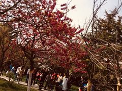 -西安青龙寺遗址景区
