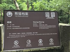 -都江堰中华大熊猫苑
