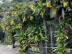 -深圳仙湖植物园