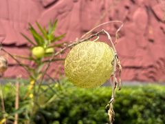 -广州神农草堂中医药博物馆