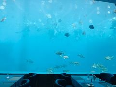 -瑞德姆美人鱼海底演艺主题餐厅(亚龙湾店)