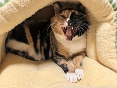 -伟伟宠物医院·CT影像中心·瑞派犬猫综合性门诊(汉口总院)