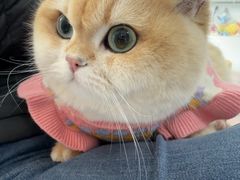 -天使宠物医院·犬猫分诊(彩虹店)