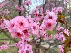 -香山公园
