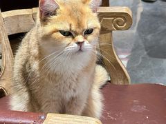 -猫小院猫主题餐厅(南锣旗舰店)