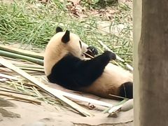-都江堰中华大熊猫苑