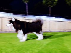 -北京京卫宠物寄养训练中心