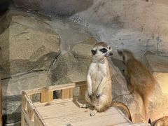 -绿色星球动物主题公园
