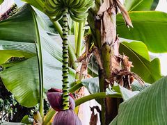 -石家庄市植物园