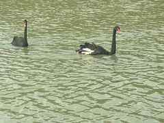 -广州白江湖森林公园