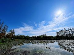 -上海长兴岛郊野公园