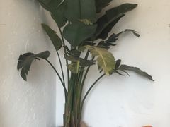-云里小坐·小院里·团建·宴请·下午茶(三圣乡店)