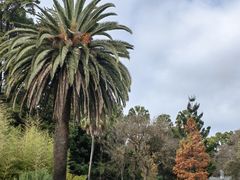 -墨尔本皇家植物园