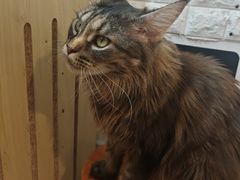 -平行世界·猫咖(首经贸店)