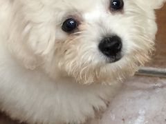 小六六的成长史-仁华宠物医院(青羊店)